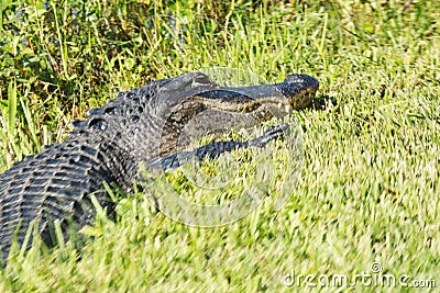 Alligator grass Everglades Florida Stock Photo