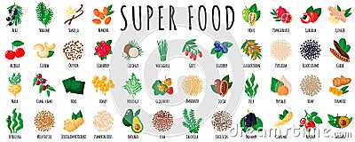 Large healthy super food set as acai, quinoa, goji, chia, maca, spirulina, mulberry, cocoa, sesame, hemp, turmeric Vector Illustration