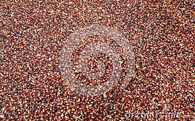 Large heap of red corn seeds. Background and texture Stock Photo