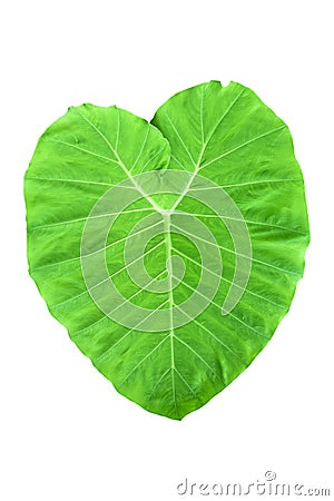 Tree Banana plant leaf, the tropical evergreen vine isolated on white background, clipping path includedLarge heart shaped green l Stock Photo