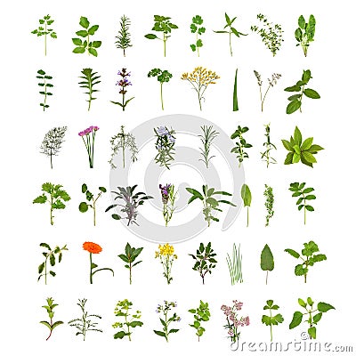 Large Herb Leaf and Flower Collection Stock Photo