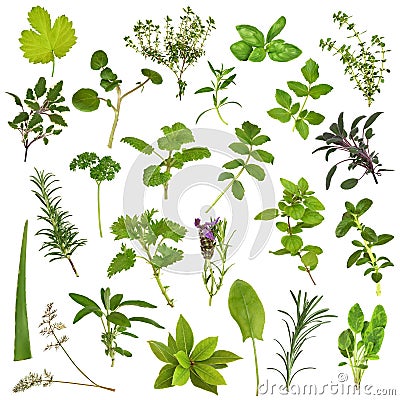 Large Herb Leaf Selection Stock Photo