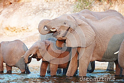 Large herd of African elephants Stock Photo