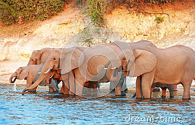 Large herd of African elephants Stock Photo
