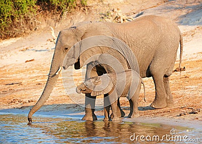 Large herd of African elephants Stock Photo