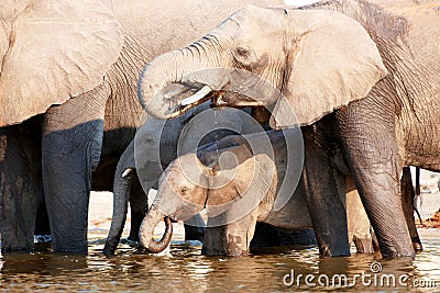 Large herd of African elephants Stock Photo