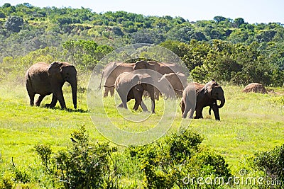 a herd of elephants grazing in the wilderness on a sunny day Stock Photo