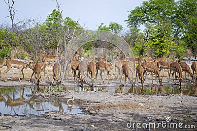 Large herd of antelope springbok game on a water pool, drinking and guarding in Africa Stock Photo