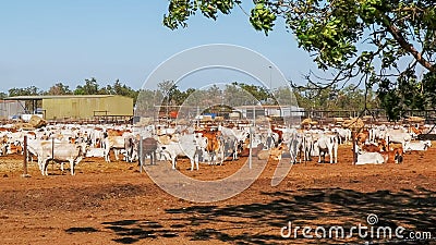 Large herd of australian brahman beef cattle are held at a cattle yard Stock Photo