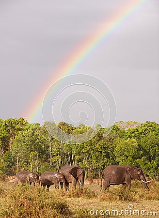 Large herd of Bush Elephants (Loxodonta africana) Stock Photo