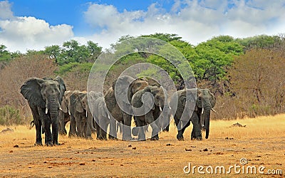 Large herd of elephants walking forwards on the Hwange Plains Stock Photo