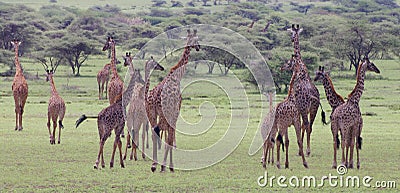 Large herd of giraffes walking Stock Photo
