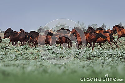 A large herd of horses of Hutsul breed. Horses galloping in the grass Stock Photo