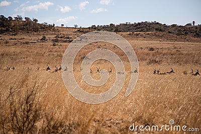 A large herd of impalas lies in tall dry grass in the South African savannah Stock Photo