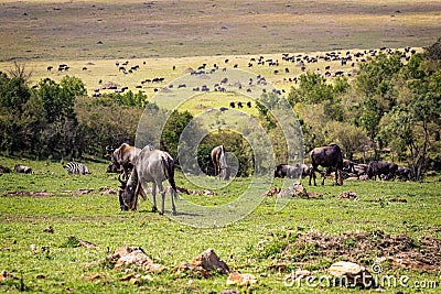 Large Herd of Migrating Wildebeest Grazing Stock Photo