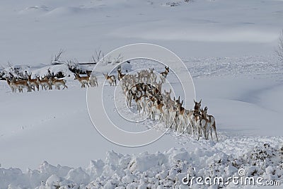 A large herd of Pronghorn Antelope in deep snow near Elk Mountain, Wyoming Stock Photo