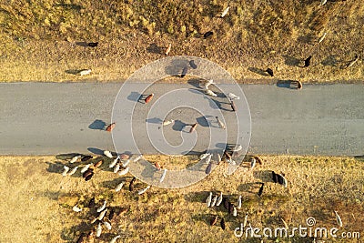 Large herd of ram grazing free-range, migrating and crossing road on countryside, drone shooting from high Stock Photo