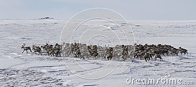 Large herd of reindeer in the winter tundra Stock Photo