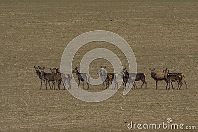 A large herd of roe deer, very early in the spring on a patch that is not yet green Stock Photo