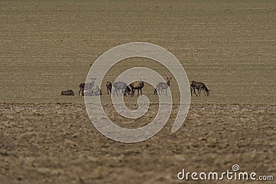A large herd of roe deer, very early in the spring on a patch that is not yet green Stock Photo