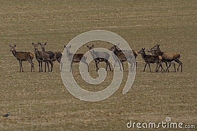 A large herd of roe deer, very early in the spring on a patch that is not yet green Stock Photo