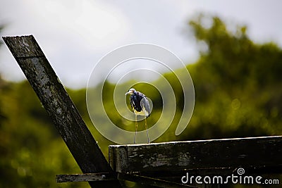 Large Heron in Florida marsh Stock Photo