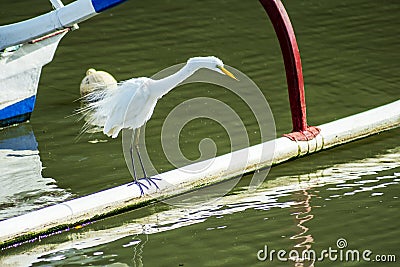 A large heron stalks prey from a canoe in a fishing village on the edge of a mangrove forest Stock Photo