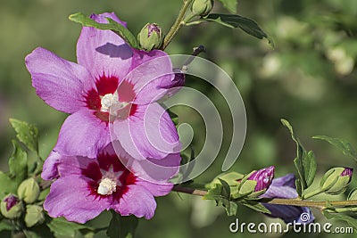 Large hibiscus flowers on a tree branch. Blooming plants in a flower bed Stock Photo