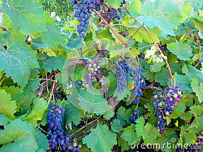 Grape bush with unripe berries Stock Photo