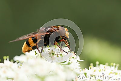 A large hornet mimic Hoverfly, Volucella zonaria, nectaring on a white flower. Stock Photo