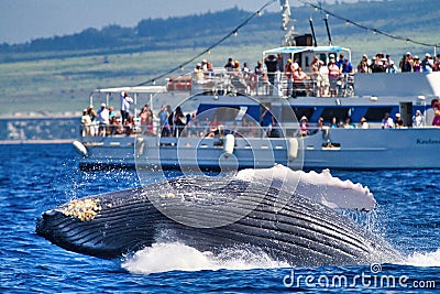 Large humpback whale enthusiastically breaching onto its back with pectoral fin extended. Editorial Stock Photo