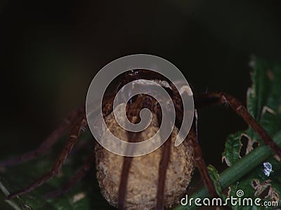 Large hunting spider Stock Photo