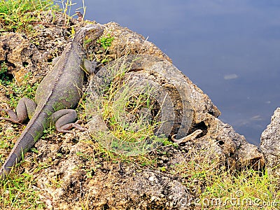 Large iguana, lizards in Florida Stock Photo