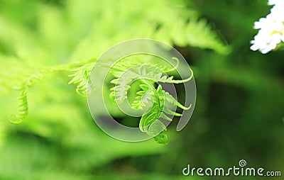 Spinning delicate tip of a leaf of fern against a dark background of grass reaches for a white flower. Stock Photo