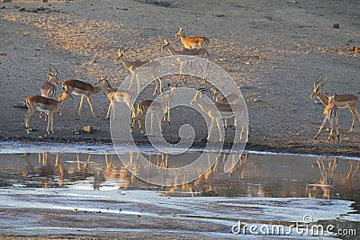 Large impala herd drinking water at a pond in late afternoon Stock Photo