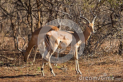 Large Impala ram standing with other grazing Stock Photo