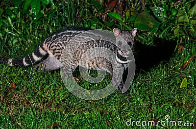 Large indian civet or Viverra zibetha, A nocturnal creature. Stock Photo