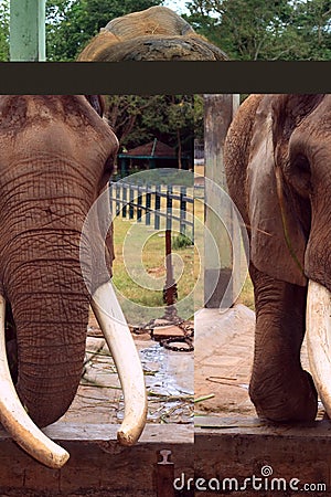 Large Indian Elephant Stock Photo