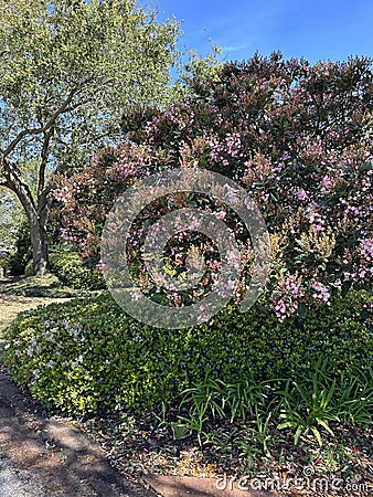 Large Indian Hawthorn blooming in the Florida panhandle Stock Photo