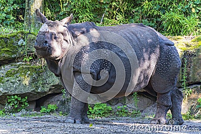 A large Indian Rhinoceros in the zoo Blijdorp in Rotterdam Stock Photo
