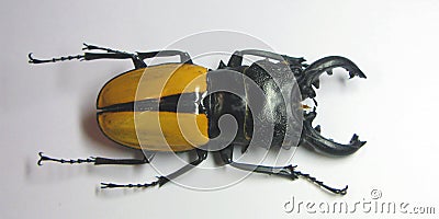 Large indonesian stag beetle Odontolabis Ludekingi isolated. Collection beetles. Lucanidae. Stock Photo