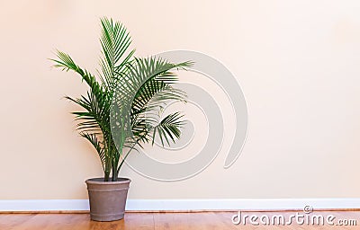 Large indoor palm plant in a yellow room Stock Photo