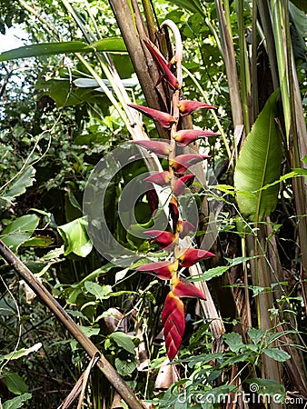 Large inflorescence of Heliconia, hanging down. Costa Rica Stock Photo