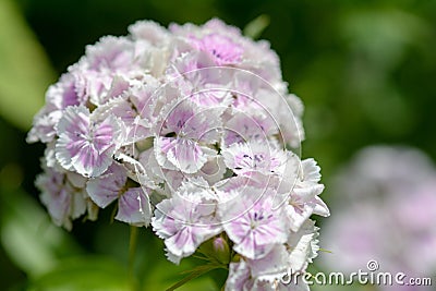 Large cluster of lilac-white flowers Stock Photo