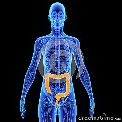 Large intestine Stock Photo