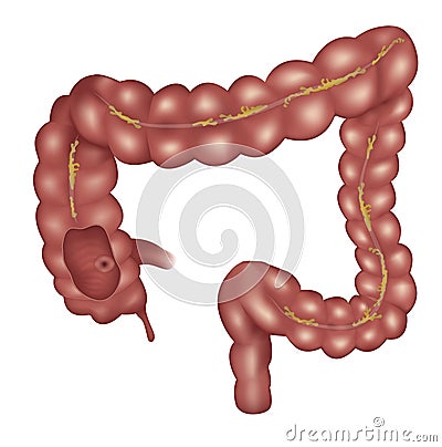 Large intestine anatomy Vector Illustration