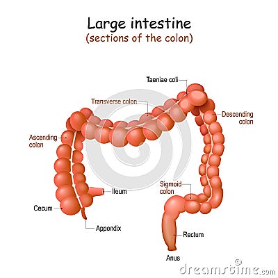 Large intestine. Colon anatomy Vector Illustration