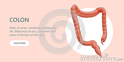 Large intestine, colon with appendix. Colonoscopy, biopsy, treatment Vector Illustration