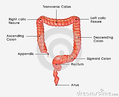 Large intestine labelled Stock Photo