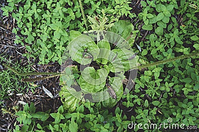Large juicy green plantain leaves in the forest Stock Photo